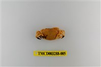 藏品(達觀澤蟹)的圖片